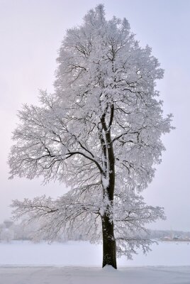 Bild Baum im Schnee