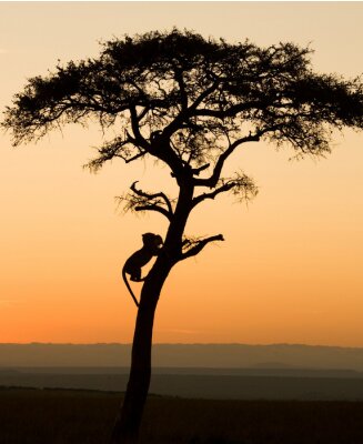 Bild Baum in Kenia
