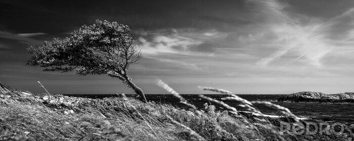 Bild Baum schwarz-weiß Fotografie