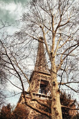 Bild Baum und Eiffelturm