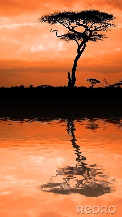 Bild Baum vor einem orangefarbenen Himmel
