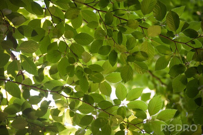 Bild Baumkrone Blätter