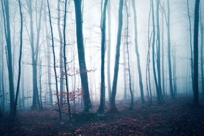 Baumstämme im nebel