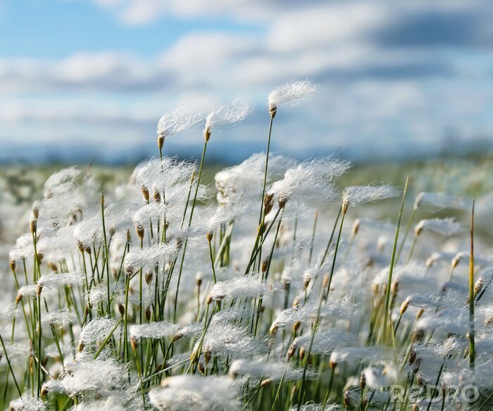 Bild Baumwollgrasfeld