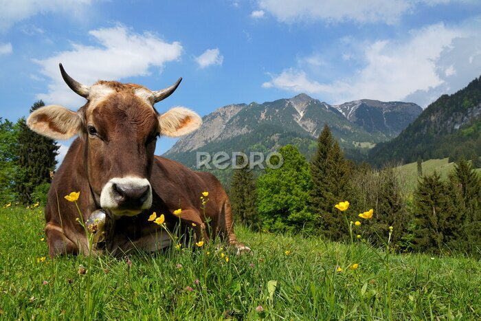 Bild Bayerische Kuh im Gras liegend