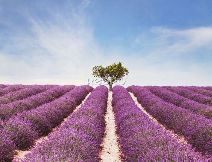 Bild beautiful inspiring landscape, colorful beauty of nature, field of lavender flowers in bloom and lonely tree