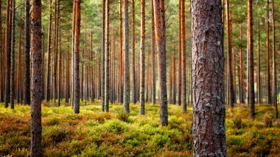 Bild Beautiful Latvian forest landscape in autumn colors.  Amazing sea side Pine tree forests with fresh and soft moss ground.