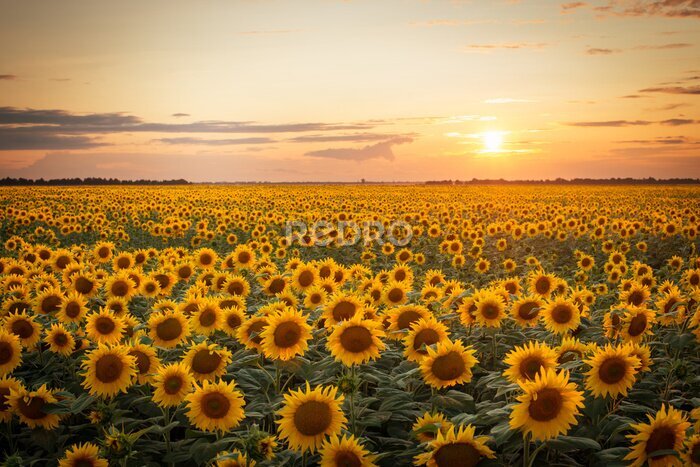 Bild Beautiful sunset over big golden sunflower field in the countryside