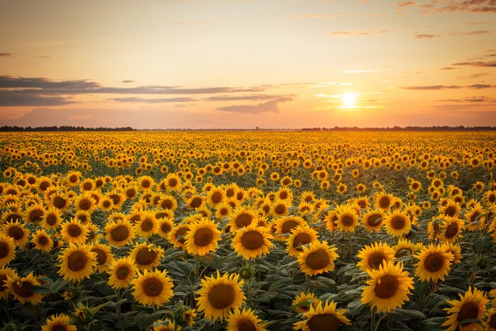 Bild Beautiful sunset over big golden sunflower field in the countryside