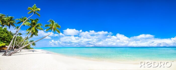 Bild Beautiful tropical island with palm trees and beach panorama as background image