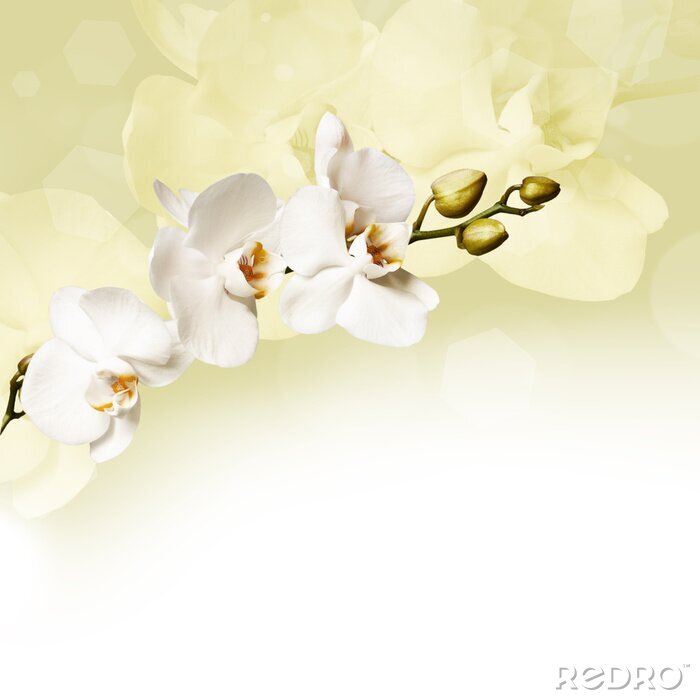 Bild Beautiful white orchid