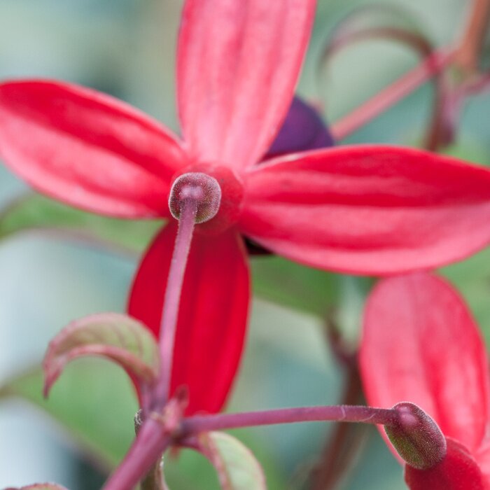 Bild behäbige Blume