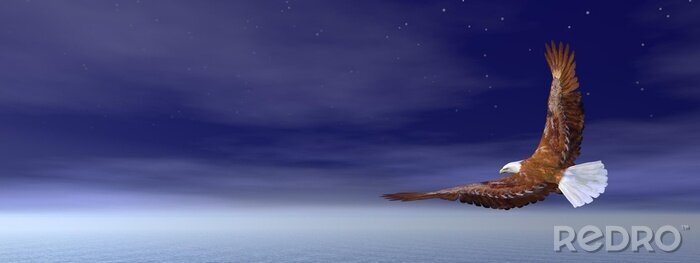 Bild bei Nacht fliegender Vogel