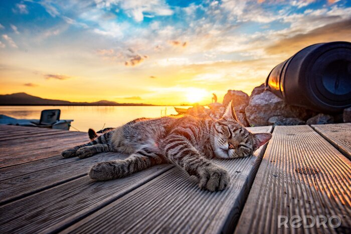 Bild Bei Sonnenuntergang schlafende Katze