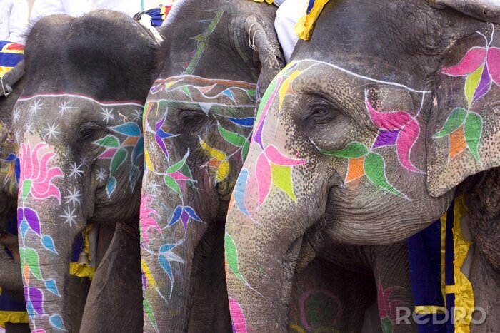 Bild Bemalte Elefanten