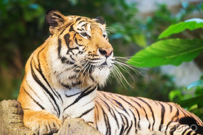 Bild Bengal-Tiger inmitten des Grüns
