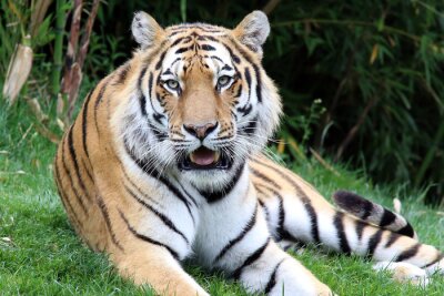 Bengalischer Tiger auf dem Gras sitzend