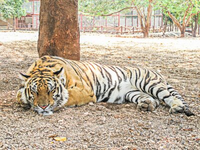 Bild Bengalischer Tiger im Zoo
