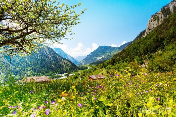 Bild Berg Wiese und Ansicht