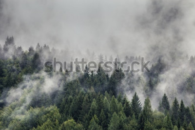 Bild Berge im Nebel und Fichten