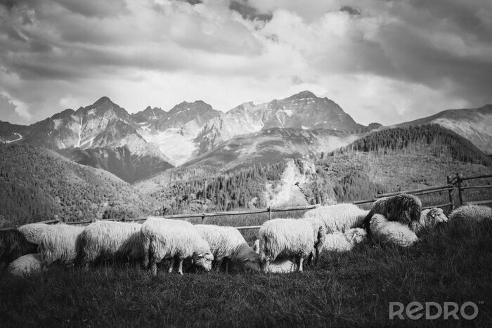 Bild Berge schwarz-weißes Panorama