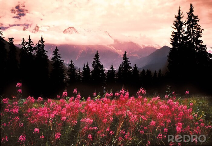 Bild Berglandschaft mit Blumen