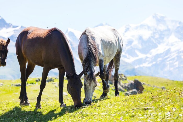 Bild Berglandschaft mit Pferden