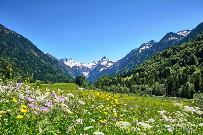 Bild Bergwiese in den Alpen
