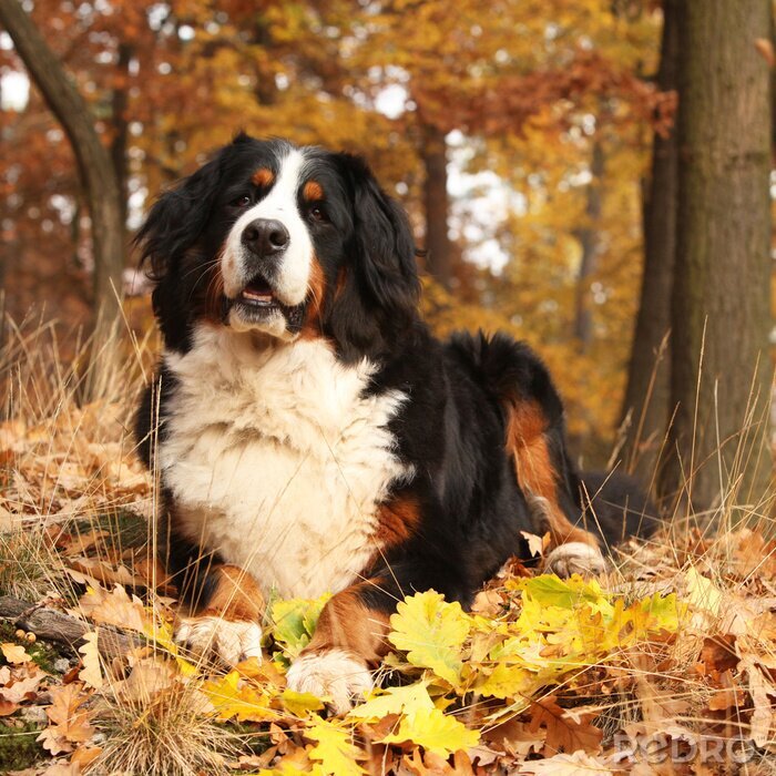 Bild Bernhardiner Hund im Wald