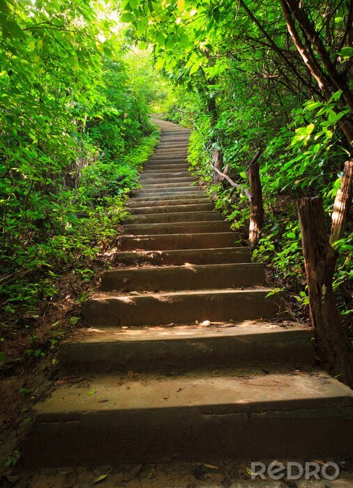 Bild Betontreppe im Wald