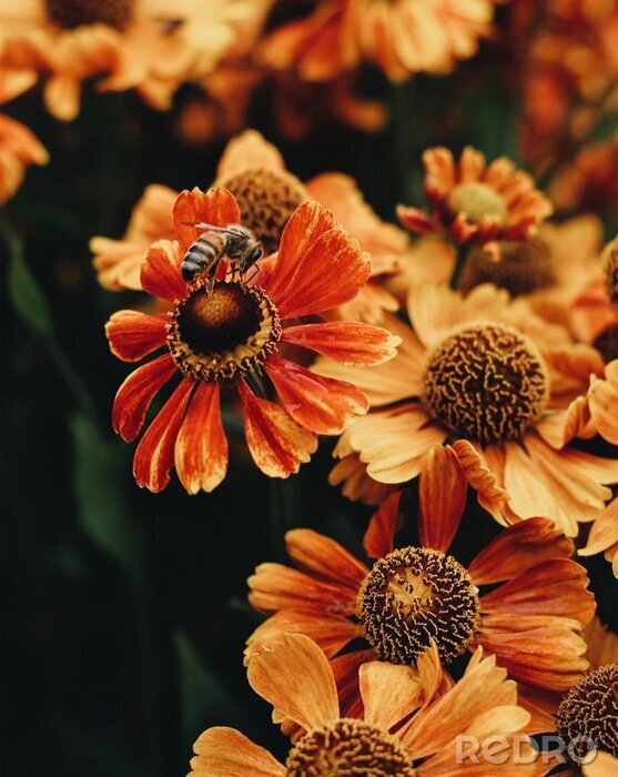 Bild Biene auf einer orangefarbenen Blume