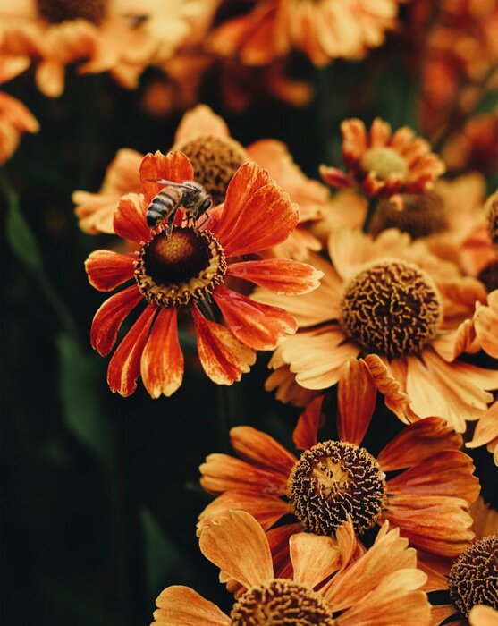 Bild Biene auf einer orangefarbenen Blume