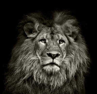 Bild eines Löwen in Schwarz-Weiß