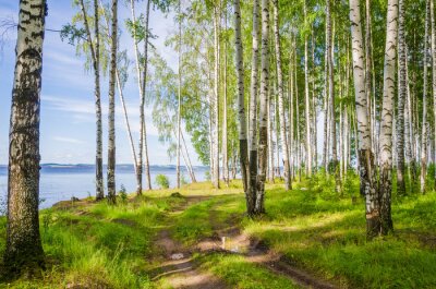 Birch grove on the river in the summer on a Sunny day, the edge of the forest with grass.