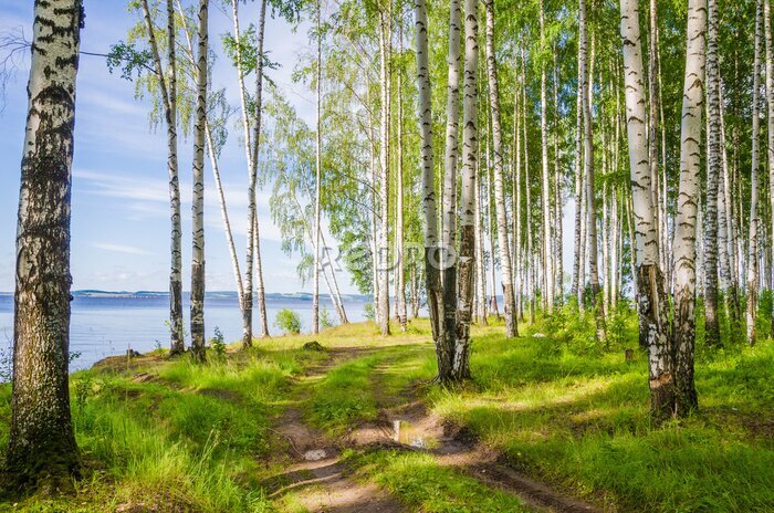 Bild Birch grove on the river in the summer on a Sunny day, the edge of the forest with grass.