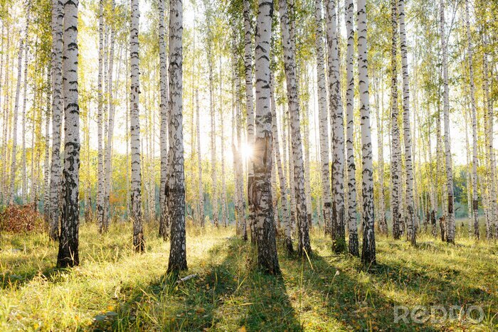 Bild Birch tree grove in golden sunlight. Trunks with white bark and yellow leaves. Natural forest scenery in early autumn. Ural, Russia