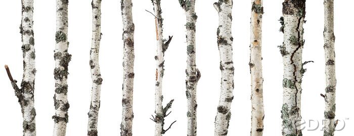 Bild Birch trunks isolated on white background