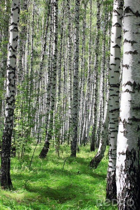 Bild Birken 3D im Wald