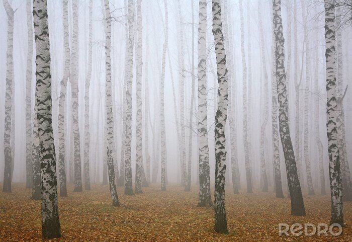 Bild Birken im Nebel im Wald