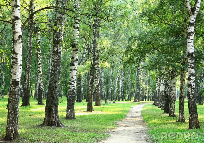 Bild Birken im Park im Sommer