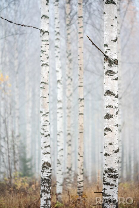 Bild Birken in der herbstlichen Kulisse