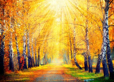 Birken und goldener Herbst