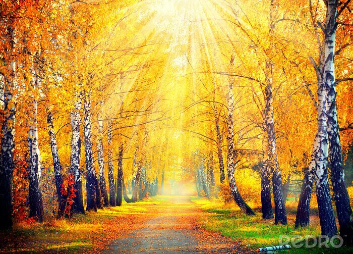 Bild Birken und goldener Herbst