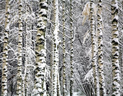 Birken und Zweige im Schnee