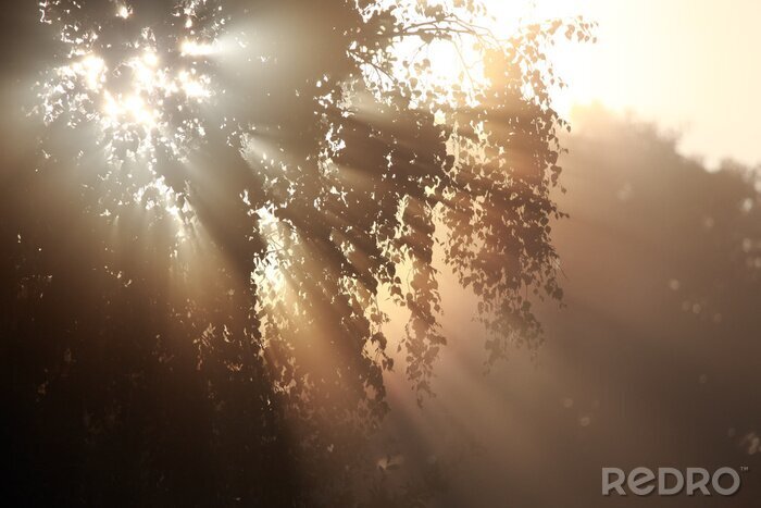 Bild Birkenkrone im Sonnenschein