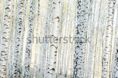 Bild Birkenwald am Morgen