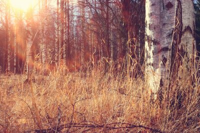 Birkenwald im Herbst