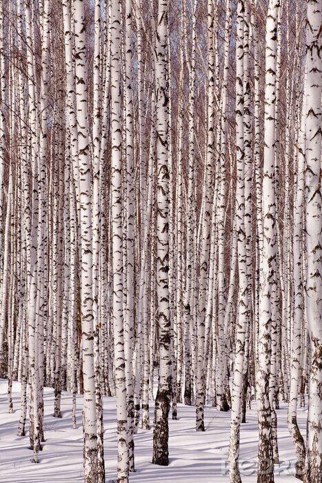 Bild Birkenwald im Winter