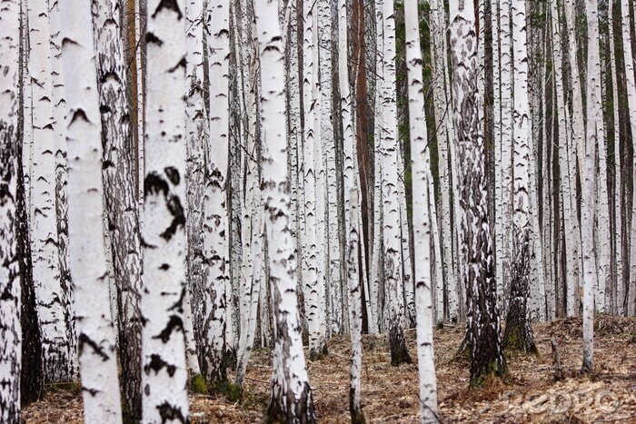 Bild Birkenwald im Winter