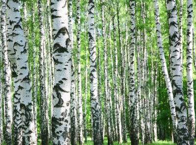 Birkenwald und Natur